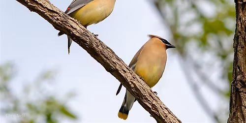 NJ Audubon: Sunday Afternoon Bird Walk