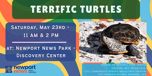 Terrific Turtles