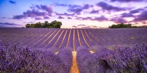 Festival Campos de Lavanda Brihuega \/ Guadalajara \/ Alcal\u00e1 de Henares \/ \u00c1vila