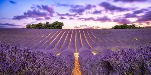 Festival Campos de Lavanda Brihuega \/ Guadalajara \/ Alcal\u00e1 de Henares \/ \u00c1vila