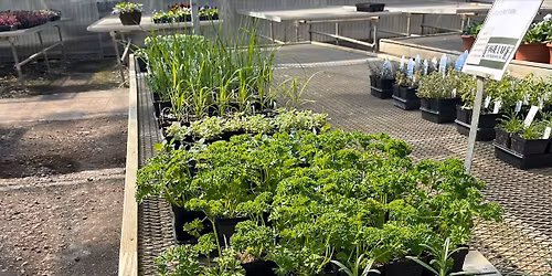 Create Your Own Herb Garden \ud83c\udf31