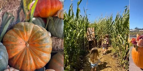 \u2728Pumpkin & Marigold Harvest Festival @ Mellano Farm Stand, Oceanside CA. \u2728