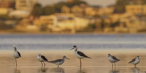 Birdwatching Walk at Alfred Cove