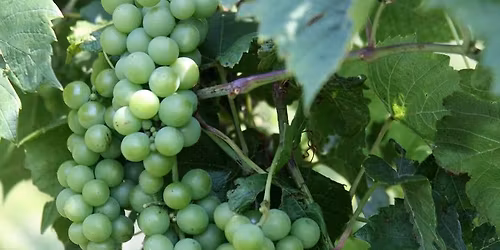 Mimosa Sunday music with the Schoon Brothers.