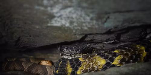 Level 1 Venomous Handling Certification Course - Bryson City, NC