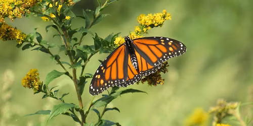 Monarch Butterflies: Protecting a Vanishing Natural Resource