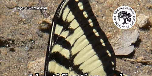 Identification and Biology of Butterflies