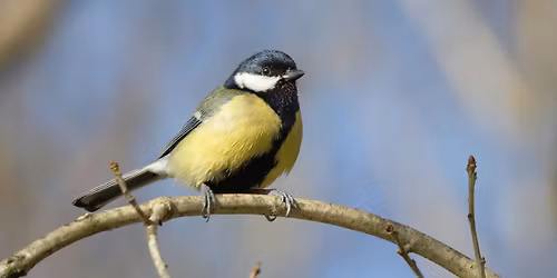 Ringm\u00e4rka f\u00e5glar \/ Bird ringing