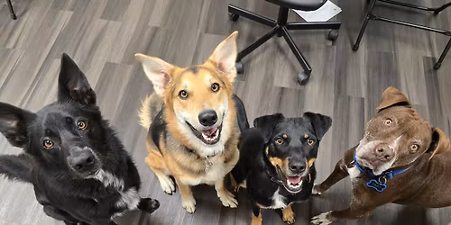 Canine Conversations: Canine Body Language