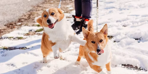 \ud83d\udc3e Happy Dance in the Park: Community-Wide Group Dog Walk \ud83d\udc3e