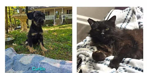 6\/6 Adoption Event at Ashland Strawberry Faire