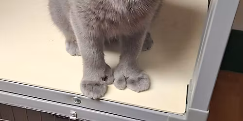 \ud83d\udc3e Walk-In Pet Nail Trim Clinic \ud83d\udc3e