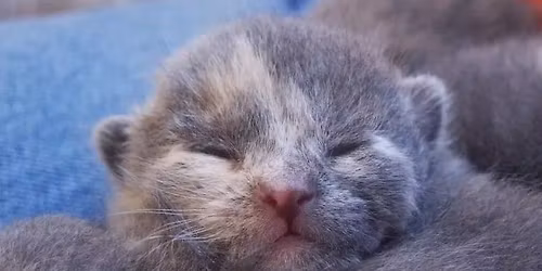 REGISTRATION OPENS MAY 1 - Cat Spay & Neuter Clinic - May 14, 2026
