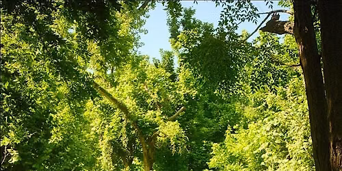 Nature\u2019s Multivitamin: Creating a Mineral-Rich Blend from Seasonal Plants