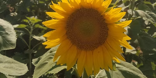 Sunflowers In Bloom