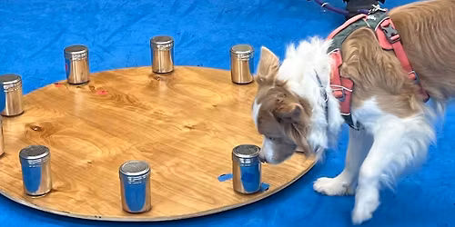 Scentwork lvls 2&3 w\/ Jen Anderson 