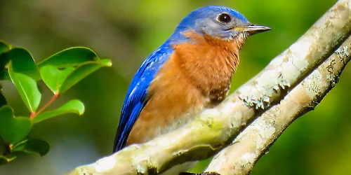 A Bird\u2019s Eye View: Gardening for Your Feathered Friends with Helen Phillips