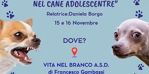 Problemi Comportamentali Nel Cane Adolescente 