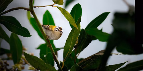 Percursos pela Natureza: observa\u00e7\u00e3o de aves 