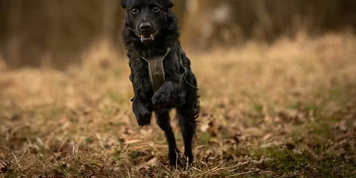 \u2728 H\u00f8jme Bl\u00e5b\u00e6rhund 2026 \u2728