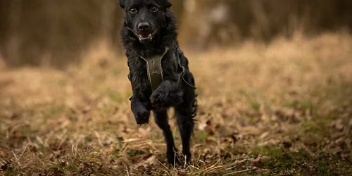 \u2728 H\u00f8jme Bl\u00e5b\u00e6rhund 2026 \u2728