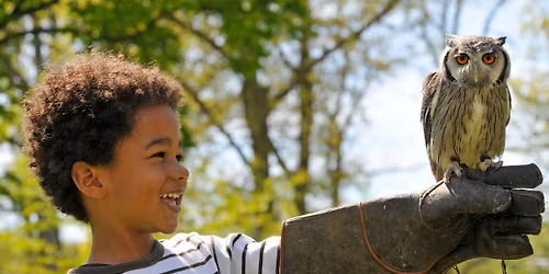 Summer Feathered Friends