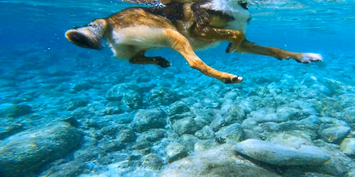 Singapore Practical Training Week - L3 Certificate in Canine Hydrotherapy (International)