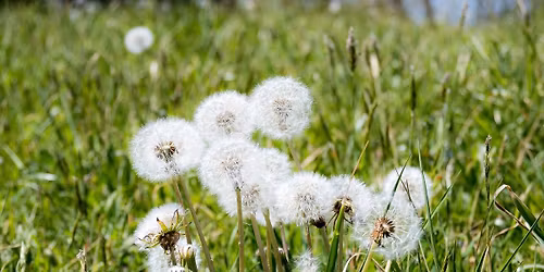 Dandelion Day Festival 