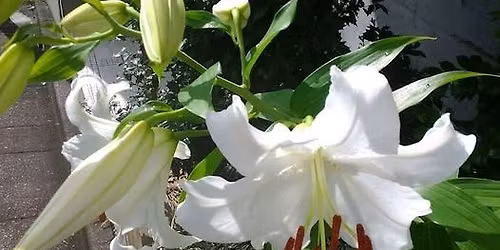 \u6771\u4eac\u7fa9\u587e\u3000\u5e73\u548c\u3092\u7948\u308b(\u7b2c\u4e8c\u56de\uff09