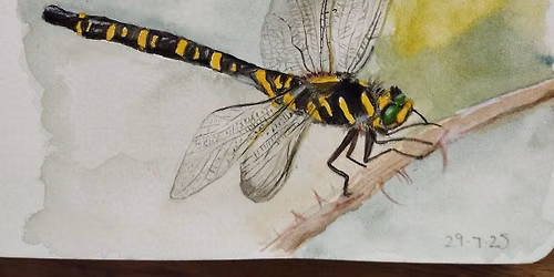 Art Club at Dungworth - Insects