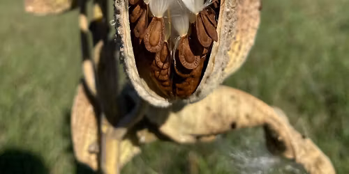 Within The Seed - A Therapeutic Restorative Event