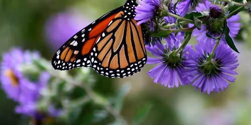 Polk Street Pollinator Habitat Planting