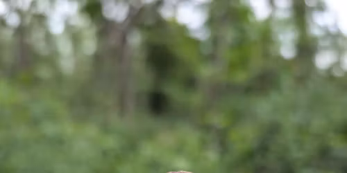 Bird Ringing with the Redditch Ringing Group