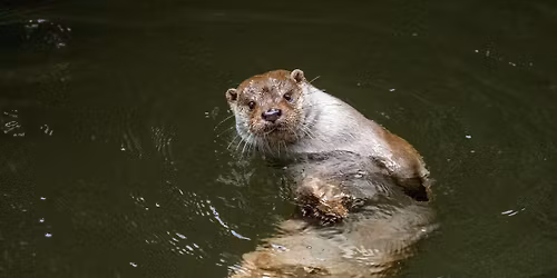 Monitoring mammals at scale \u2013 new methods to make the most of citizen science