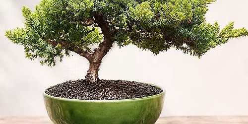 Beginner Bonsai Workshop