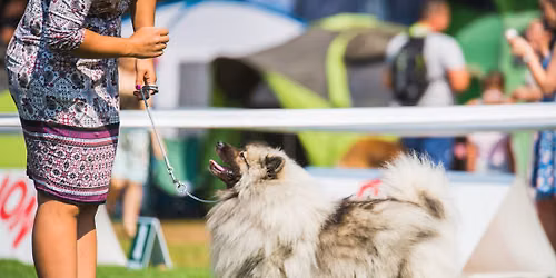 IABCA's 2026 Southland Summer Sieger Int'l All-Breed & Rare Breed DOG SHOW