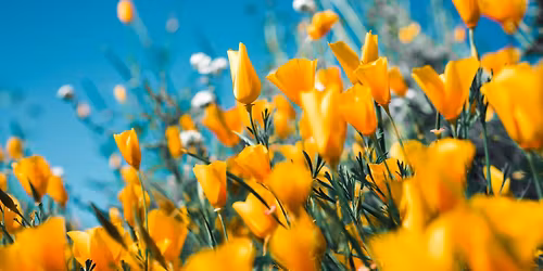 Spring Equinox Ceremony