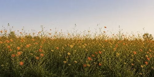 Yoga in the Flower Field