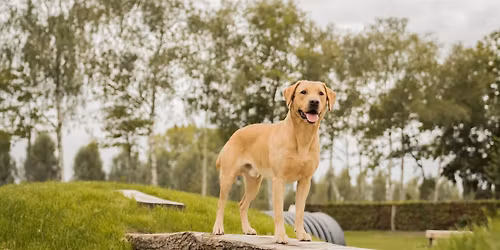 Workshop: Doggy Playground