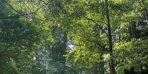 Plant survivors: Outdoor Walk