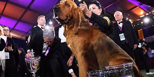 Westminster Kennel Club Dog Show at Madison Square Garden