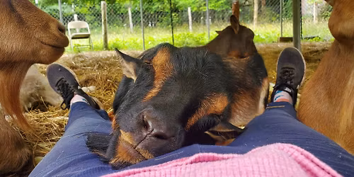 Meditation, Mindfulness, and Energy Healing (with Goats)