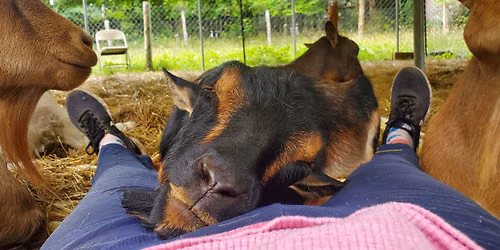 Meditation, Mindfulness, and Energy Healing (with Goats)