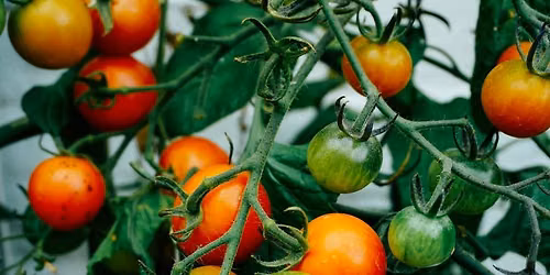 Foodie Group: Seasonal Summer Food!