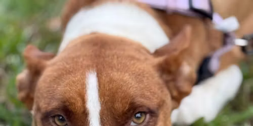 PetSmart Adoption Event
