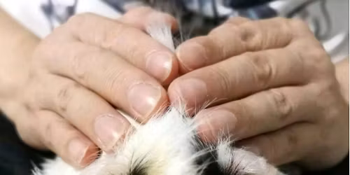 ANIMAL REIKI Level 1 (basic)