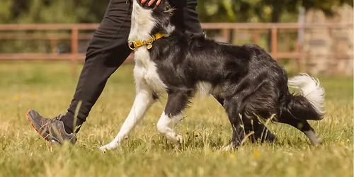 29-30.11.2025 O chodzeniu przy nodze w obedience- holistycznie: szkoleniowo i fizycznie. 