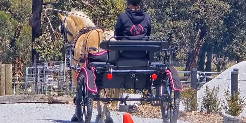 Beginner or advanced Long Reining & carriage lessons