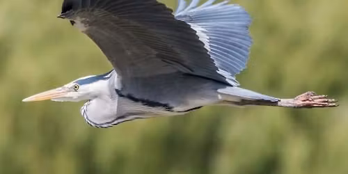Free Heron Walk