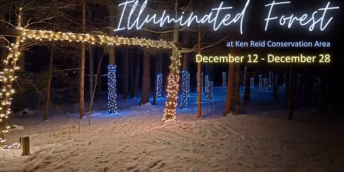 The Illuminated Forest